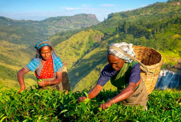 Tea estate trail toward Lipton's Seat, Haputale